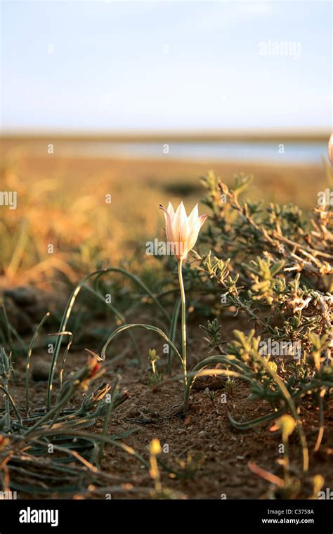 steppe flower  res stock photography  images alamy