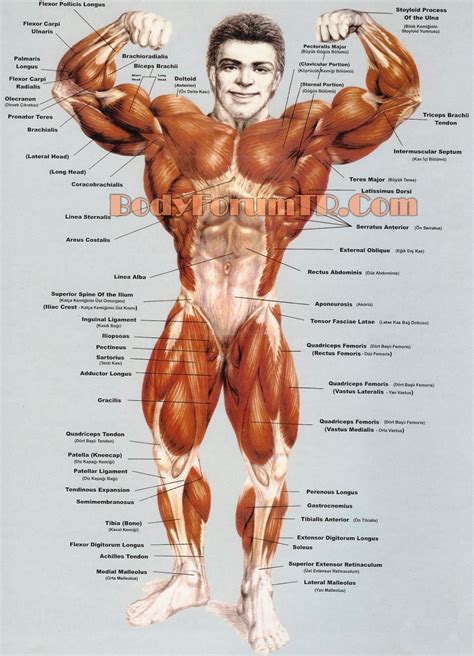anatomi bodyforum blog