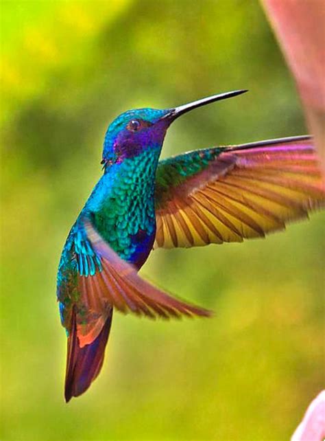 male sparkling violetear colibri coruscans  colorful neotropical