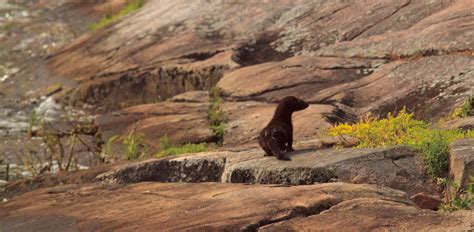 thousand islands life magazine  stink  mink