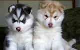 Puppies For Adoption In Ohio Images