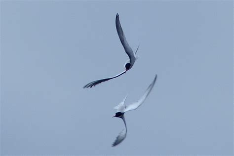 a kilchoan diary common terns