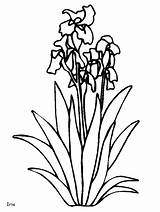 Colorare Acuaticas Bloemen Disegno Blumen Fiore Flor Coloriage Fleurs Malvorlagen Salvador Bunga Mewarnai Iris Animasi Acuaticos Kolorowanki Bergerak Cactus Gify sketch template
