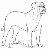 Coloring Bullmastiff Pages Mastiff Dog Rottweiler Printable Color Bull Supercoloring Dogs Kids Drawings Designlooter Template Version Click Cartoon Animals Categories sketch template