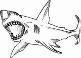 Squalo Shark Squali Megalodon Leuca Tiburones Pesci Bull Printmania Kidsplaycolor sketch template