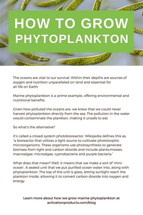 grow phytoplankton organic supplements growing organic produce