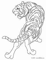 Coloring Pages Tiger Realistic Adults Animal Printable Bengal Getdrawings Animals Getcolorings Hellokids sketch template