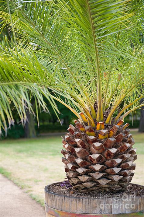 arecaceae palm tree photograph  arletta cwalina pixels