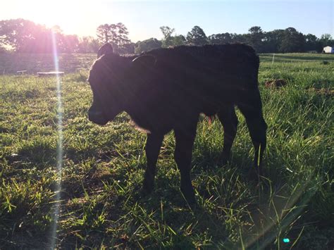 curious      calf named boyd    rest