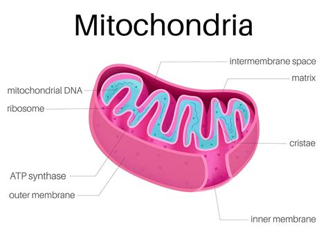 mitochondria  play  key role  healthspan  cognitive function
