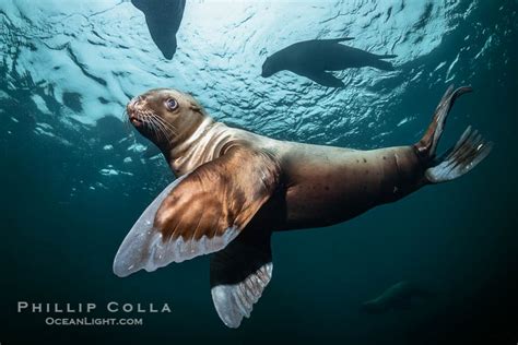 underwater   steller sea lions eumetopias jubatus british