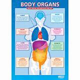 Images of Body Organs