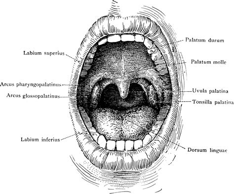 oral cavity clipart
