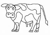 Sapi Mewarnai Sketsa Hewan Binatang Menggambar Kolase Koleksi Warnaigambartk Terbaik Kambing Kekinian sketch template