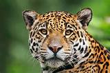 Tropical Rainforest Jaguar Information Pictures