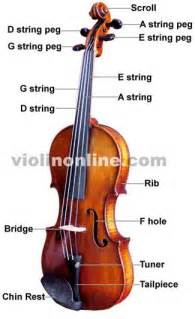 Image result for violin diagram for kids
