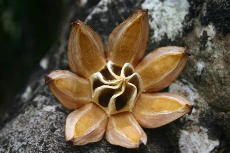 seed pod  seed pod   tree  limahuli gardens dennis westlind