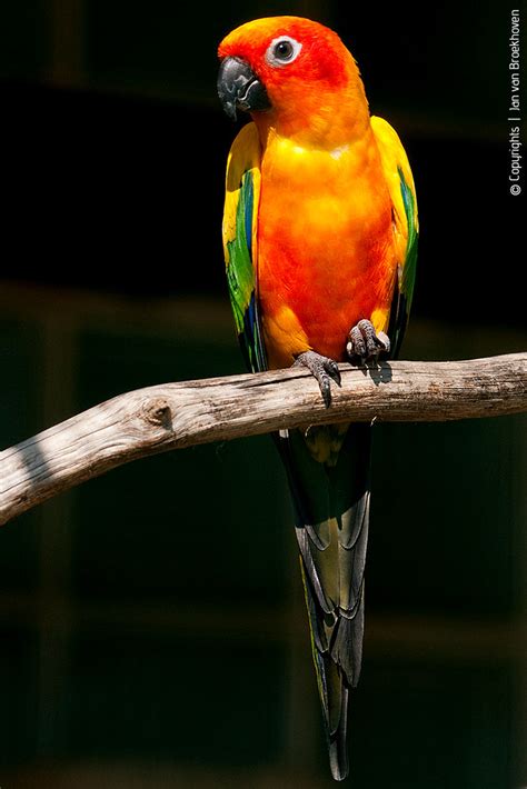 sun parakeet sun parakeet  vogelpark walsrode jan van broekhoven flickr
