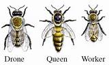 Photos of Different Types Of Bees