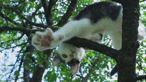 Why Do Cats Get Stuck In Trees