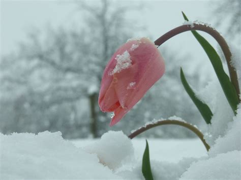 flower snow   photo  freeimages