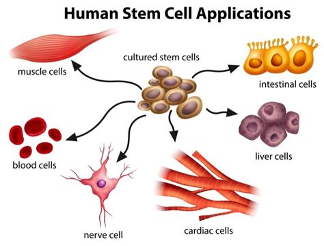 What Are Stem Cells And What S The Controversy Around Them