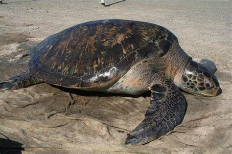new method reveals female biased green sea turtle sex ratio in san