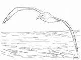Albatross Coloring Wandering Flight Drawing Pages Printable Animal Supercoloring Animals Getdrawings Bird Dot Sketch Desenho Zealand Template Skip Main sketch template