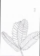 Mimosa Pudica sketch template