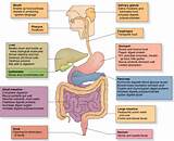 Food Good Digestive System Pictures