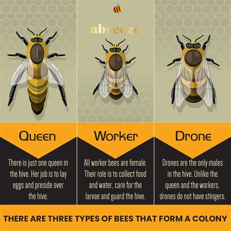 queen bee  worker bees   drone bees
