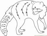 Coloring Raccoon Pages Coloringpages101 sketch template