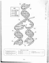 Dna Replication Worksheet Worksheets Coloring Drawing Biology Answer Key Color Model Answers Structure Template Molecule Printable Technology Pages Getdrawings Ladder sketch template