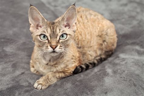 devon rex smart animals