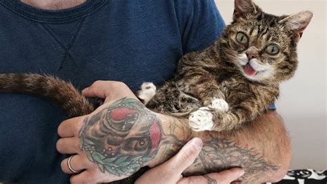 lil bub s instagram was hacked by a teenage troll