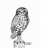 Owl Burrowing Drawing Coloring Sketch Draw Owls Drawings Row Boat Designlooter Animal 526px 42kb Paintingvalley Choose Board sketch template