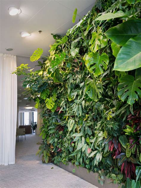 plants   indoor wall houseplants  indoor vertical gardens