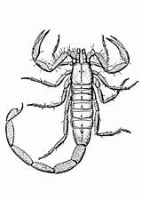 Scorpion Coloring Sheet Printable Animal sketch template