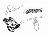 Butterfly Caterpillar Cycle Coloring Life Monarch Pages Clipart Butterflies Into Sheet Before Drawing Clip Facts Plant Line Insect Shed Skin sketch template
