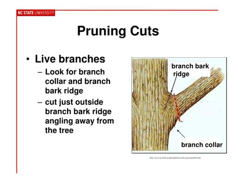 proper tree pruning  care powerpoint  id