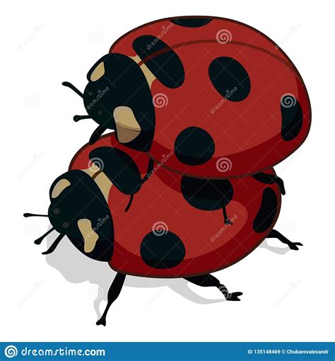 Ladybugs Stock Vector Illustration Of Ecology Copulation