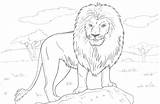 Lion Coloring Pages Printable Kids Lions Print Colouring Animal Animals Book Safari Wild Drawings sketch template