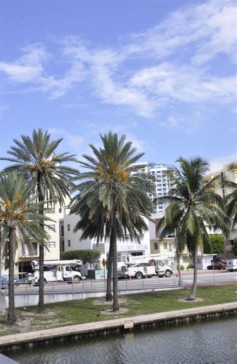 Miami Beach August 9th Evergreen Palm Trees In Miami Beach