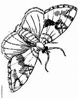 Moth Coloring Pages 27kb 756px Color sketch template