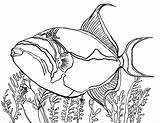 Fish Coloring Pages Puffer Saltwater Triggerfish Color Drawing Pufferfish Freshwater Tropical Getcolorings Printable Getdrawings sketch template