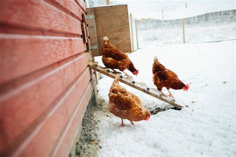 top  tips  keeping chickens  winter