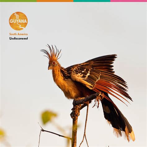 hoatzin  guyanese national bird tiplr
