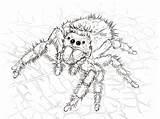 Spider Coloring Pages Jumping Spiders Printable Daring Drawing Trapdoor Realistic Adult Kumo Kids Template Mi Model Designlooter Choose Board Book sketch template