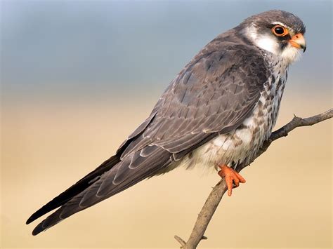 nagaland longest travelling raptors amur falcon arrives  pangti village