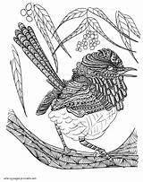 Bird Coloringhome sketch template